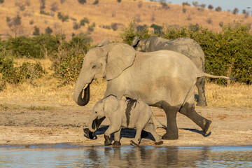 Elephant mother and baby walking near the edge of water in afternoon sunshine in Savuti in Botswana
