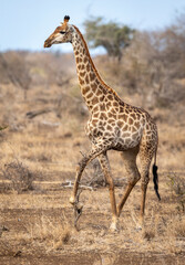 Vertical portrait of a female giraffe standing in dry bush in Kruger Park in South Africa