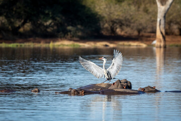 Grey heron with wings open standing on hippo's back in Kruger Park in South Africa