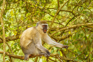 Vervet monkey (Chlorocebus pygerythrus) eating, Lake Mburo National Park, Uganda.