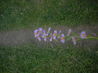 flowers in the grass