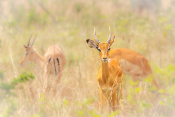 Naklejka na ściany i meble A male impala (Aepyceros melampus) on an african savannah, Lake Mburo National Park, Uganda.