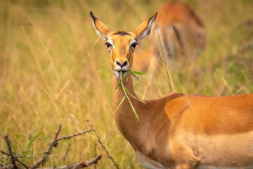 A female impala (Aepyceros melampus) eating, Lake Mburo National Park, Uganda.