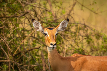 A female impala (Aepyceros melampus) looking alert, Lake Mburo National Park, Uganda.