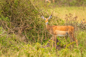 A female impala (Aepyceros melampus) looking alert, Lake Mburo National Park, Uganda.	
