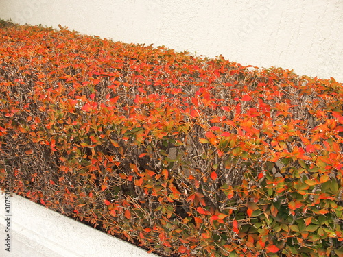 白壁と白い花壇の紅葉のドウダンツツジ Wall Mural Wallpaper Murals Smtd3 白壁と白い花壇の紅葉のドウダンツツジ Wall Mural Wallpaper Murals Smtd3