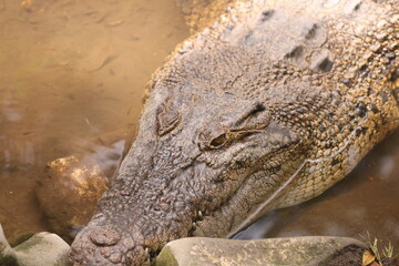 Naklejka premium wild crocodile in the pond.