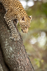 Vertical portrait of a leopard climbing down a tree in Kruger Park in South Africa