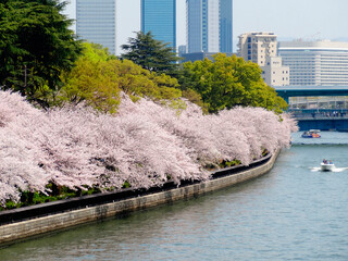 大阪天満浜の桜並木