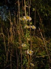 flowers in the grass