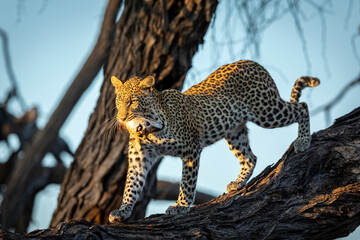 Adult leopard standing in tree carrying prey in warm morning sunshine in Okavango in Botswana