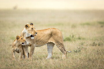 Female lioness and her cub standing in grass plains of Masai Mara in Kenya