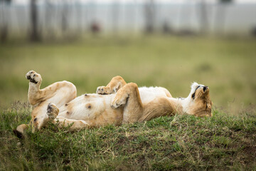 Lioness mother lying on her back on green grass in Masai Mara in Kenya