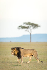 Vertical portrait of a male lion walking in Masai Mara in Kenya