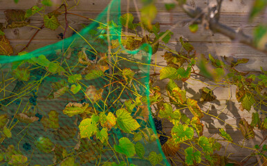 Green safety net under an apple tree to catch falling apples in autumn, Almere, Flevoland, The Netherlands, October 23, 2020