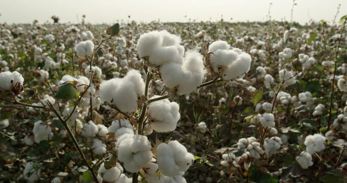 Close-up of a cotton Bush swaying in the wind, ready for harvest. Cotton plantation . 4K video