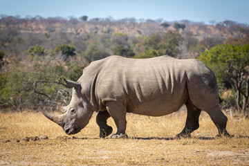 Horizontal portrait of a white rhino walking in Kruger Park in South Africa
