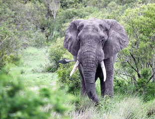 An African elephant goes in search of food on  wild savanna.