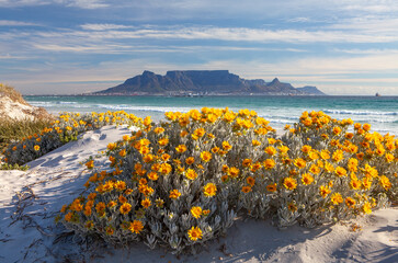 scenic view of table mountain in cape town south africa from blouberg strand with spring flowers