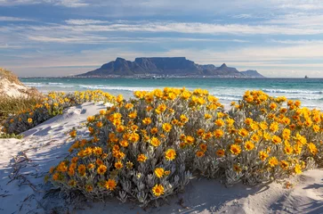 Photo sur Plexiglas Montagne de la Table scenic view of table mountain in cape town south africa from blouberg strand with spring flowers