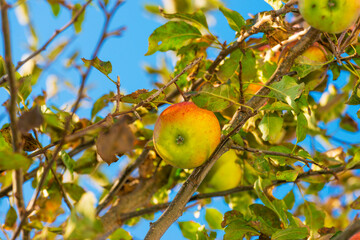 Apples growing in an apple tree in a garden in sunlight in autumn, Almere, Flevoland, The Netherlands, October 23, 2020