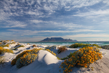 scenic view of table mountain in cape town south africa from blouberg strand with spring flowers