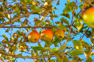 Apples growing in an apple tree in a garden in sunlight in autumn, Almere, Flevoland, The Netherlands, October 23, 2020