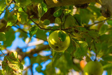Apples growing in an apple tree in a garden in sunlight in autumn, Almere, Flevoland, The Netherlands, October 23, 2020