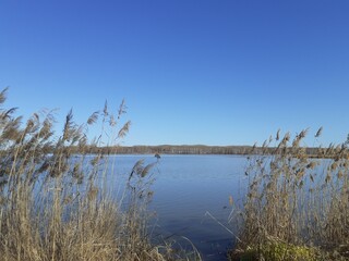 Autumn landscape: reeds, lake, blue sky.