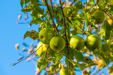 Apples growing in an apple tree in a garden in sunlight in autumn, Almere, Flevoland, The Netherlands, October 23, 2020