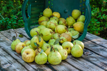 Eine große Menge frisch geernteter Birnen in einem Gartenkorb aus Plastik