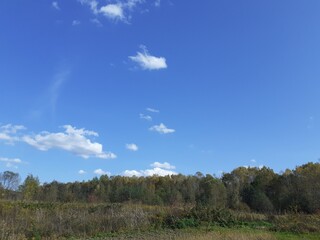 Uncovered autumn forest under a cold blue sky.