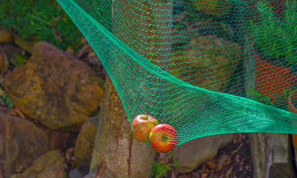 Green safety net under an apple tree to catch falling apples in autumn, Almere, Flevoland, The Netherlands, October 23, 2020