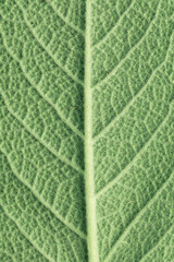 Texture of the leaf close-up. Fragment of back side of the sage leaf. Macro photo.