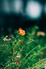 Orange Portulaca in the plant pots are blooming after the sunrise 