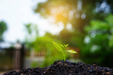 Seedling are growing in the soil and light of the sun. Planting trees to reduce global warming.