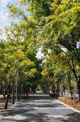 Fototapeta na wymiar Tall big and yellow leaves trees covered the walking path in Thailand the afternoon 