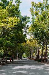 Tall big and yellow leaves trees covered the walking path in Thailand the afternoon 