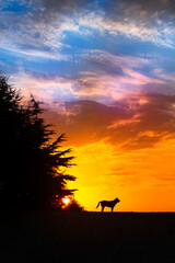 Naklejka na ściany i meble Dog silhouette at sunset with blue sky and warm colors