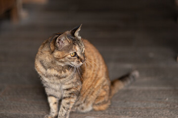 座る猫　サビネコ