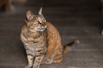 座る猫　サビネコ