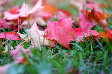 red autumn maple leaves