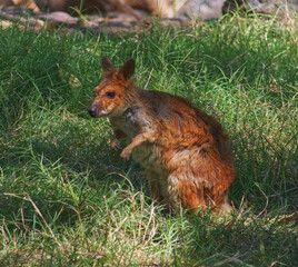 Australian wildlife wallaby Joey 