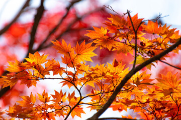 紅葉する葉