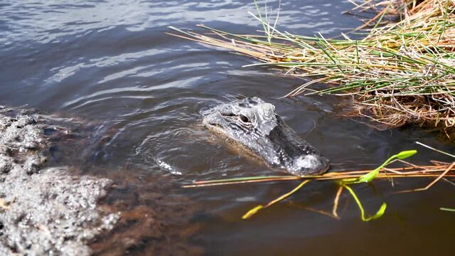 Crocodile in the Everglades National Park. Nature and animals concept