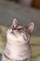 じっと見る猫　サバトラ猫