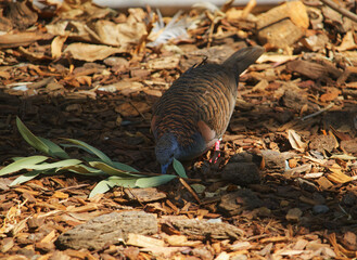 Australian wildlife bird peaceful dove 