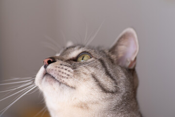 じっと見る猫　サバトラ猫