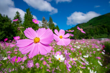 コスモス畑