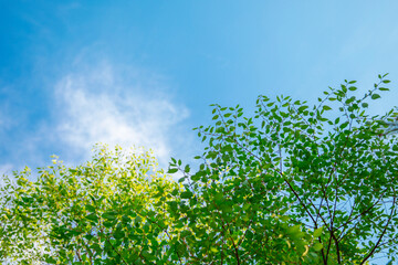bright green leaves against blue sky with white clouds on sunny 
 day close low angle shot